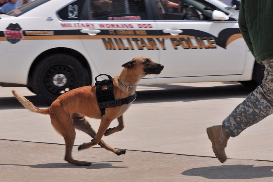 K-9 DSC 7851